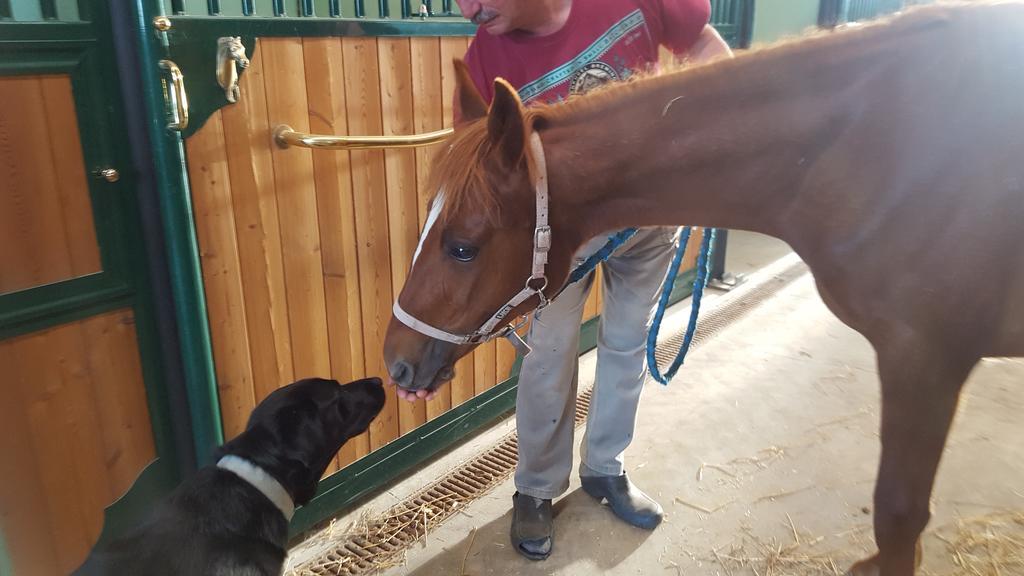 Farm stay Allevamento *