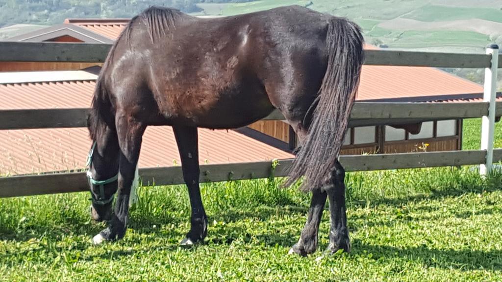 Allevamento Pozzol Groppo